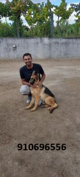 Simão Castro - Vizela - Hospedaje de perros