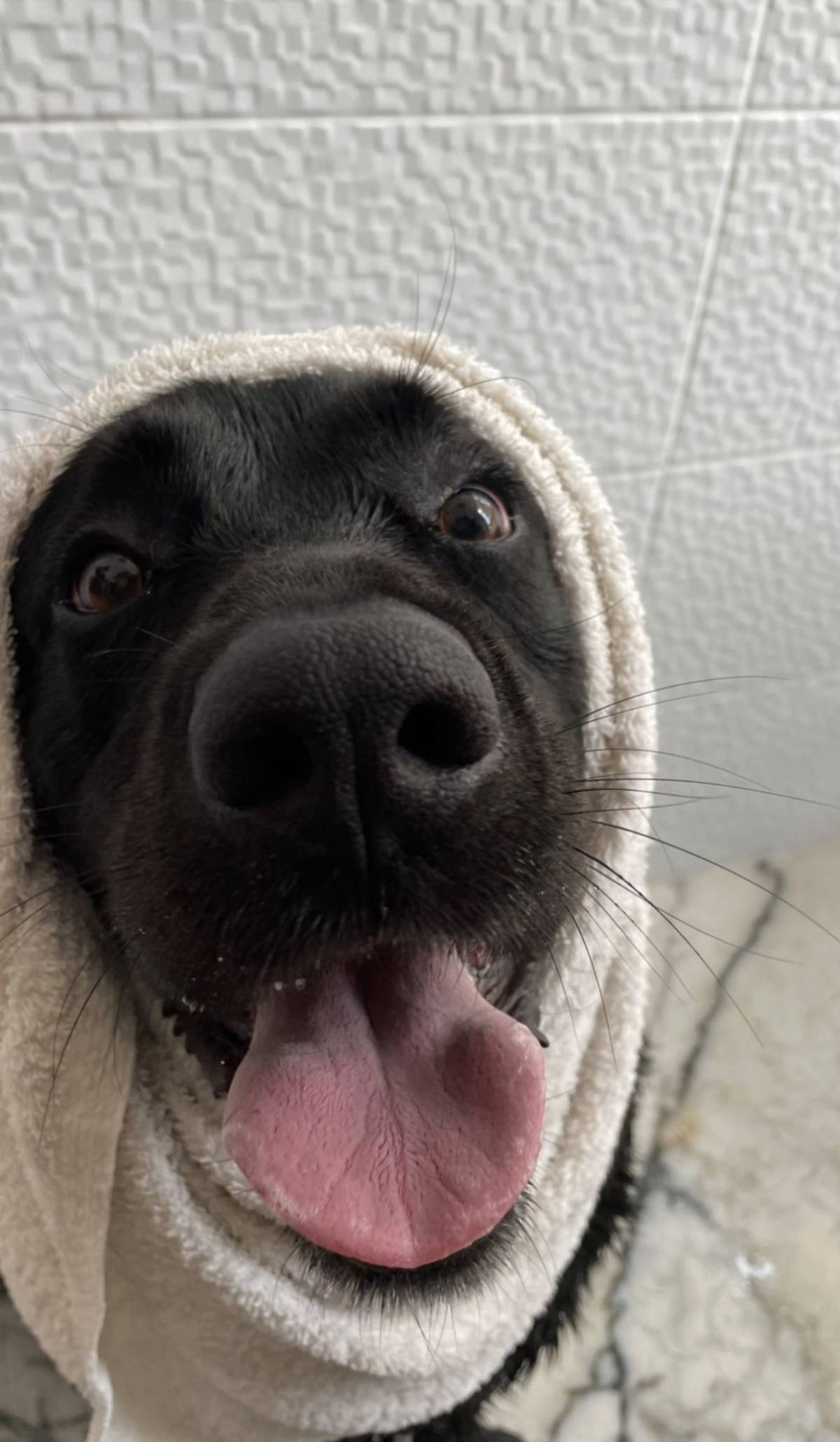 Catxorro Petsitting - Loulé - House Sitting e Gestão de Propriedades