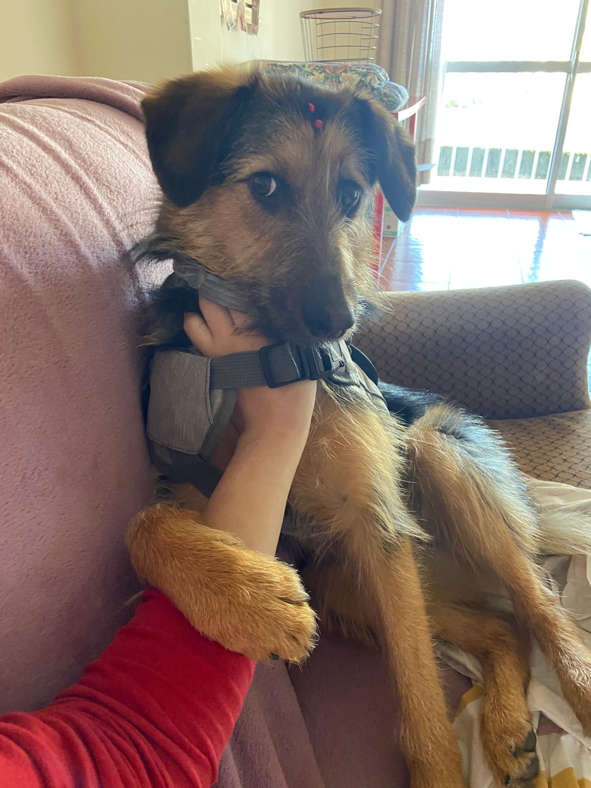 Hotel para Cães