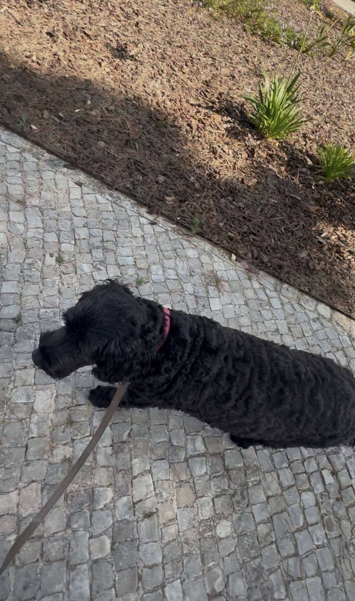 Catxorro Petsitting - Loulé - House Sitting