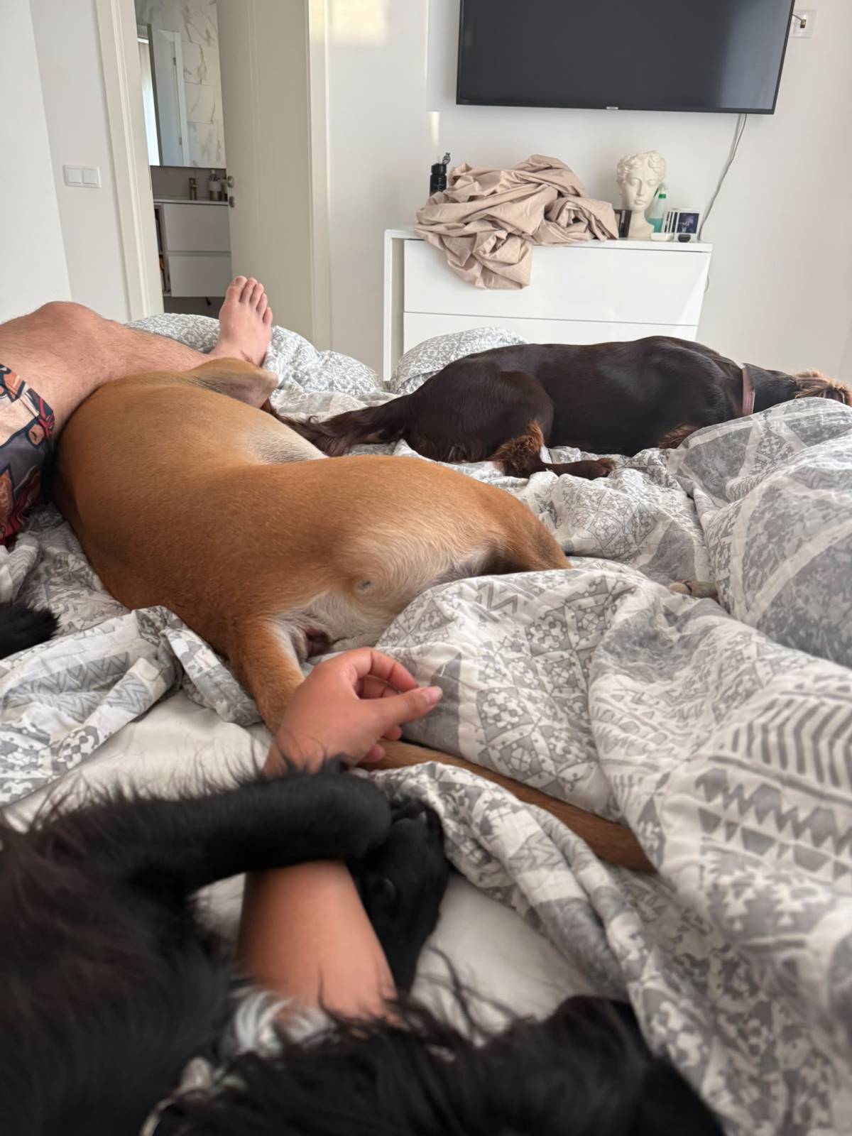 Catxorro Petsitting - Loulé - Pet Sitting