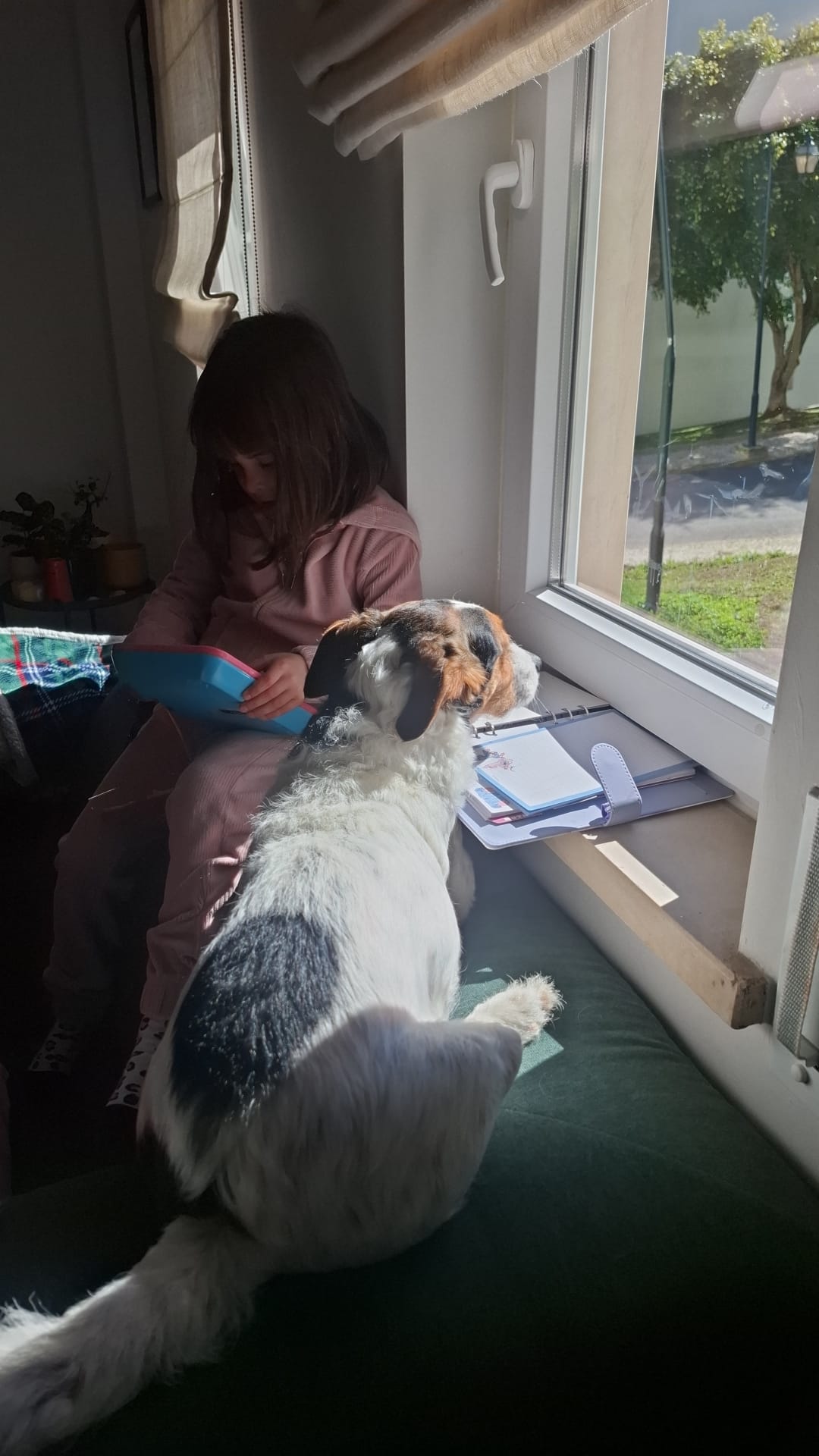 Petslover - Almada - Services pour animaux de compagnie