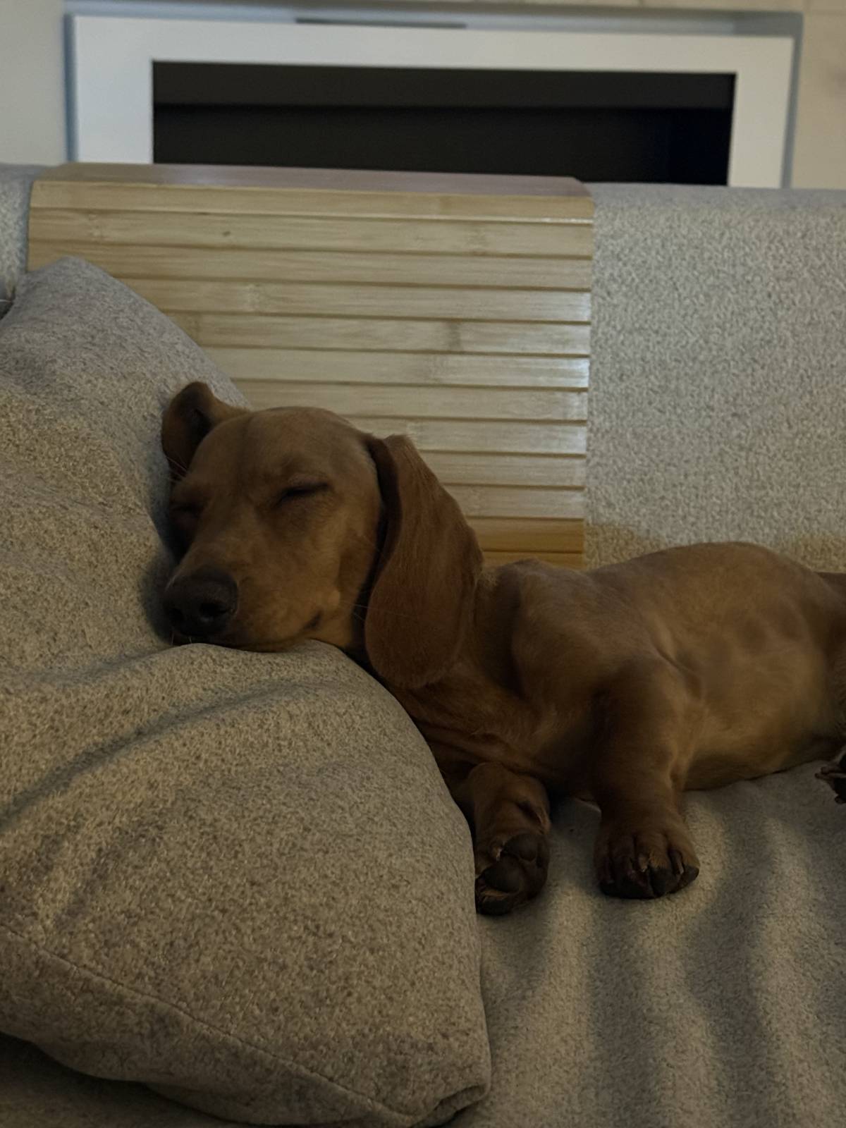 Catxorro Petsitting - Loulé - Banhos e Tosquias para Animais