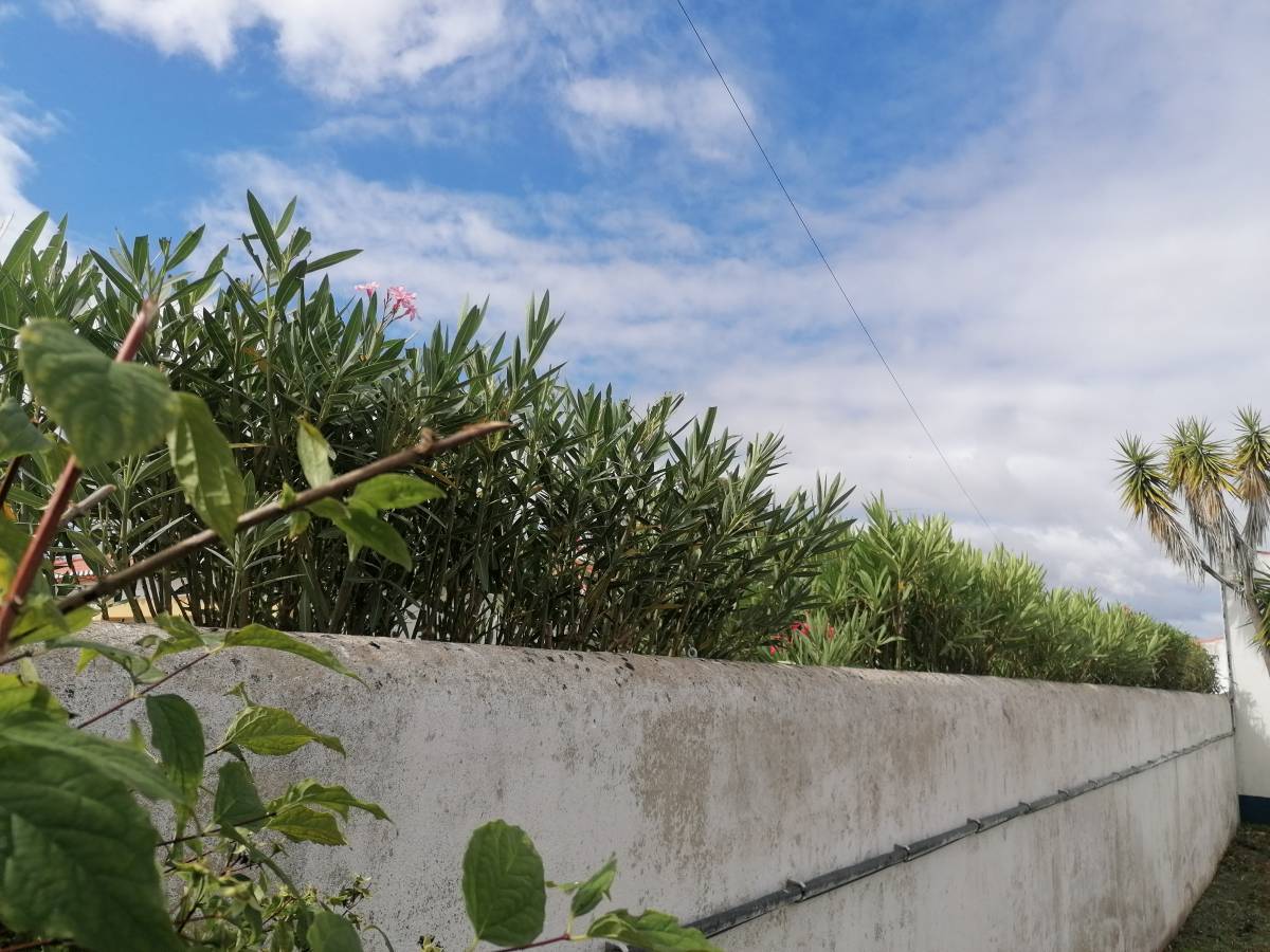 Dário Correia - Salvaterra de Magos - House Sitting