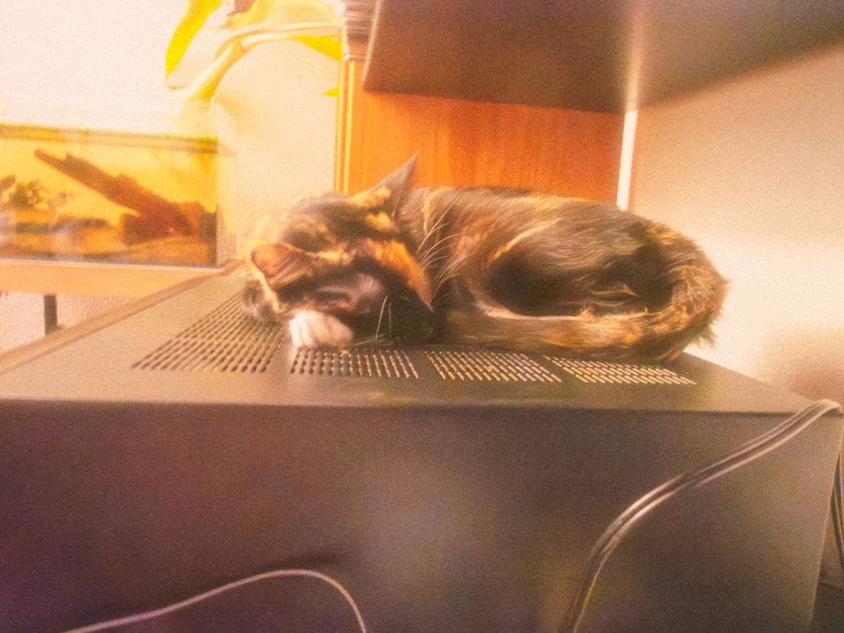 Cristina Mourão - Leiria - Katzensitter