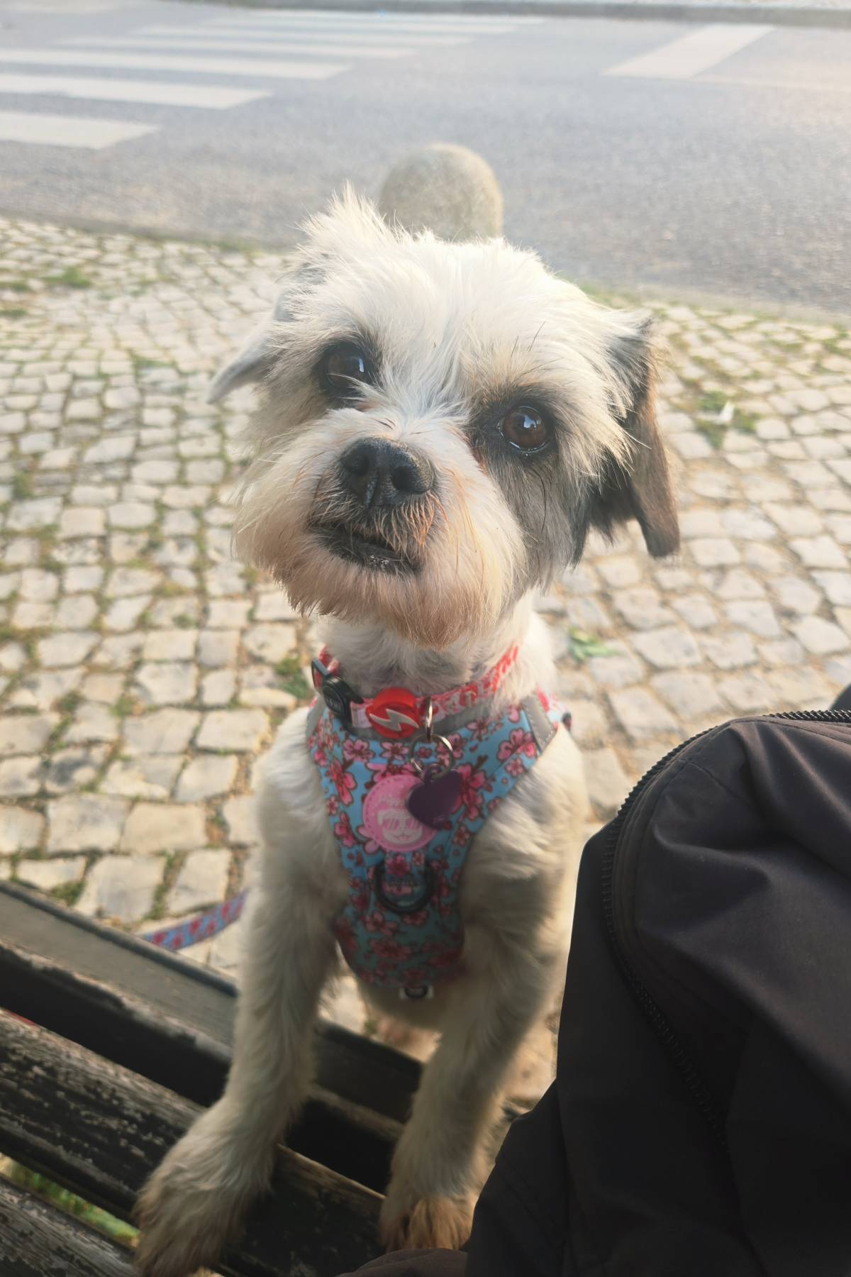 Petslover - Almada - Pension pour chiens