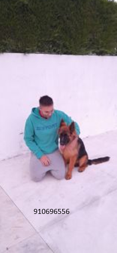 Simão Castro - Vizela - Guardería para perros