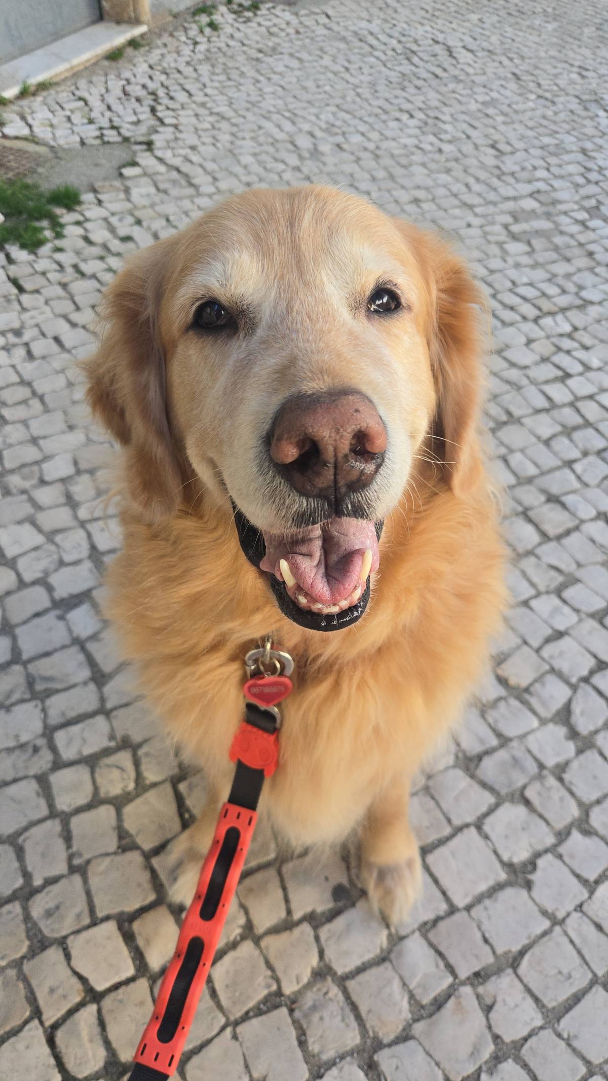 Petslover - Almada - Hôtel pour animaux de compagnie