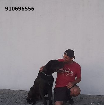 Simão Castro - Vizela - Adiestramiento de perros - Clases privadas