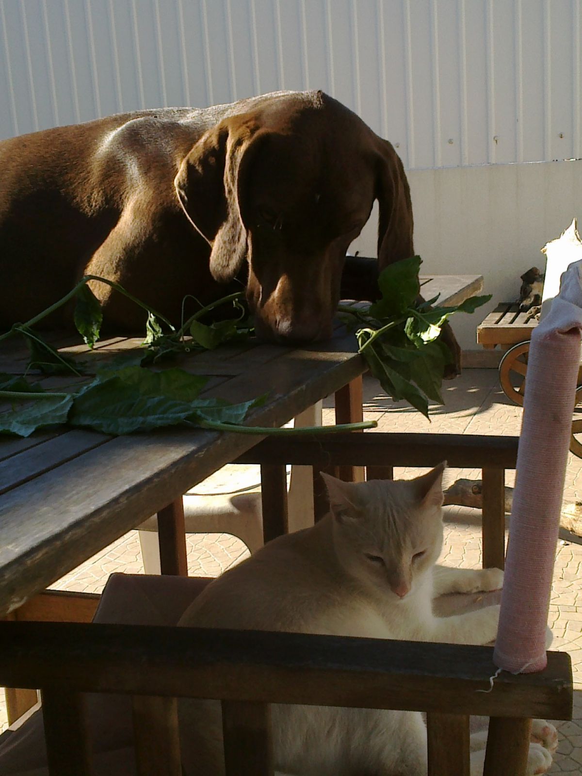 Ricardo Silvestre - Torres Vedras - Dog Training - Private Lessons