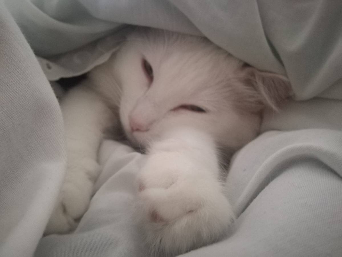 Joana - Vila Franca de Xira - Cat Sitting