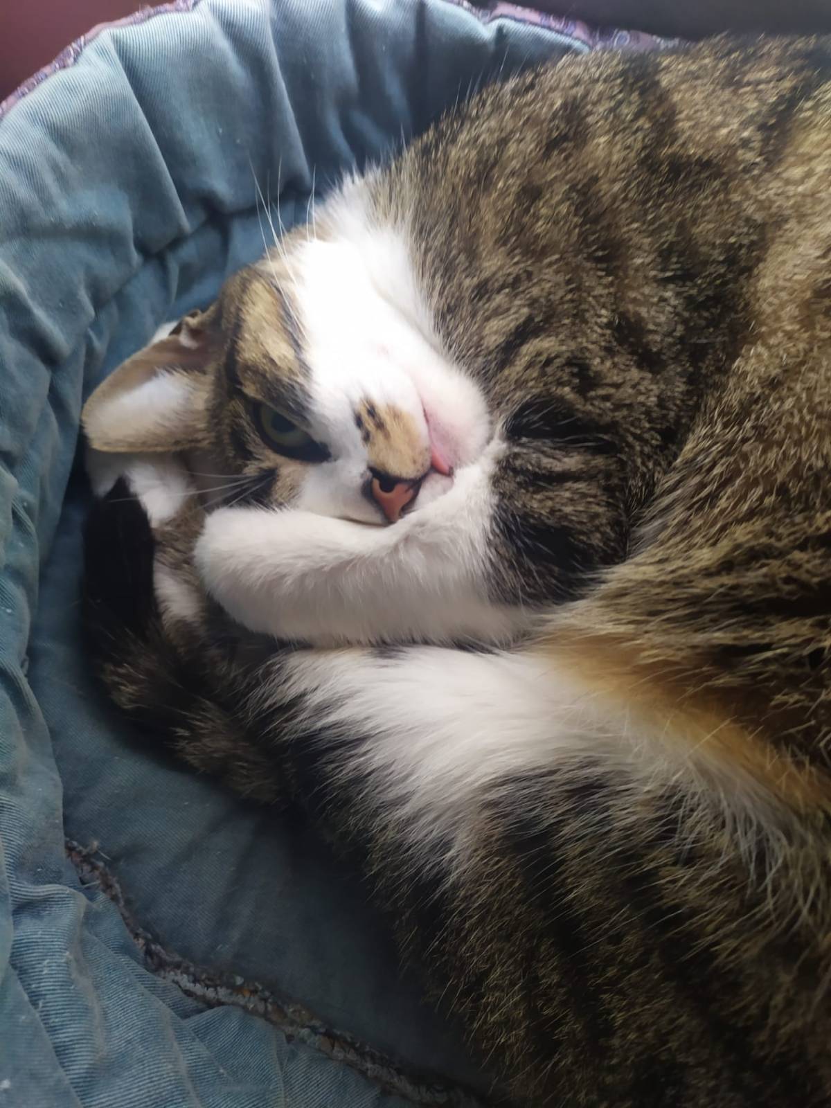 Joana - Vila Franca de Xira - Pet Sitting
