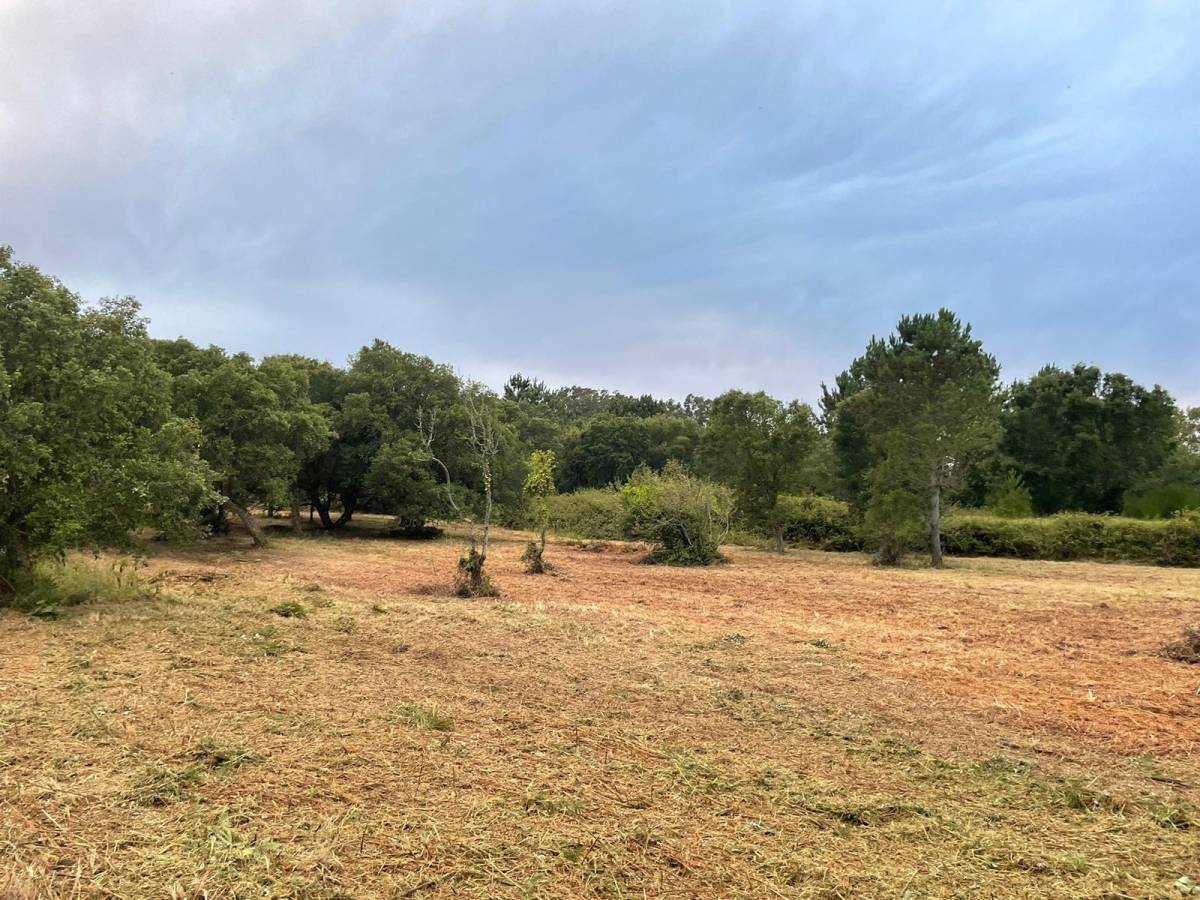 Diogo’s Lands and Gardens - Óbidos - Poda e Manutenção de Árvores