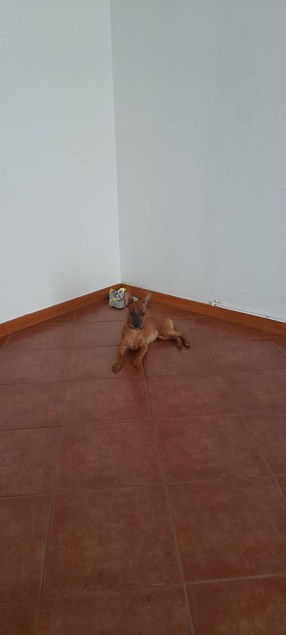 Simão Castro - Vizela - Hotel de Animais de Estimação