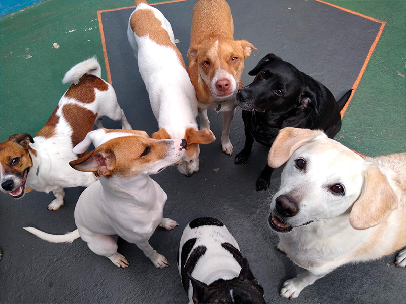 Amanda Fernandes - Nelas - Banhos e Tosquias para Animais