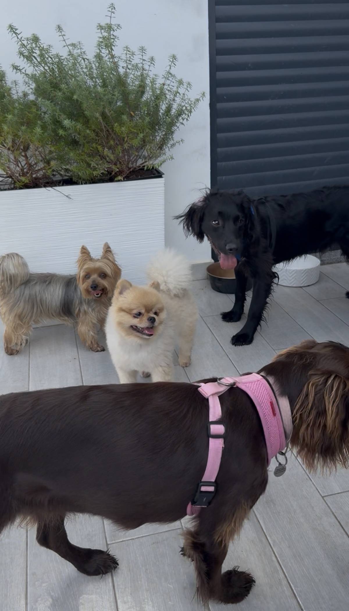Catxorro Petsitting - Loulé - Dog Sitting