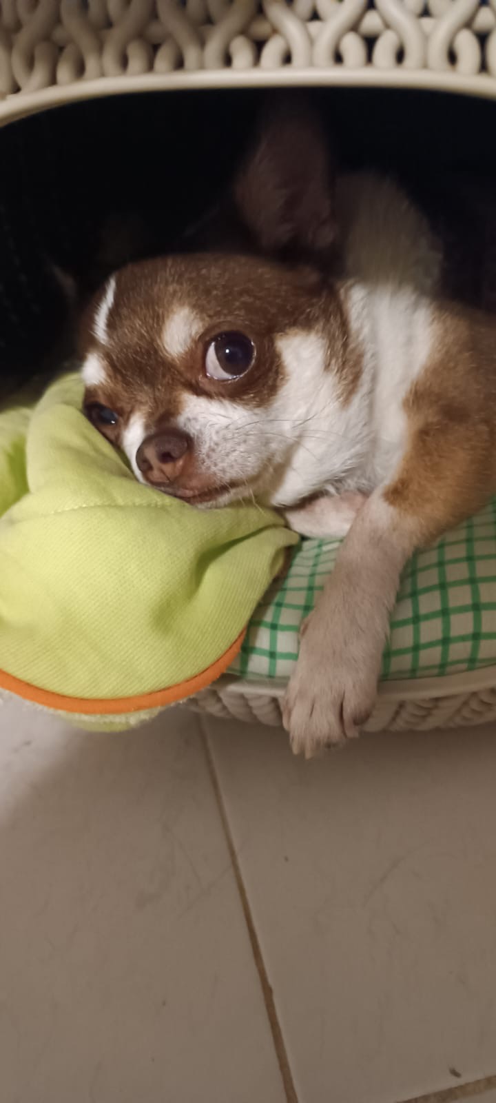 Maria Abrantes - Lisboa - Cuidar tus mascotas