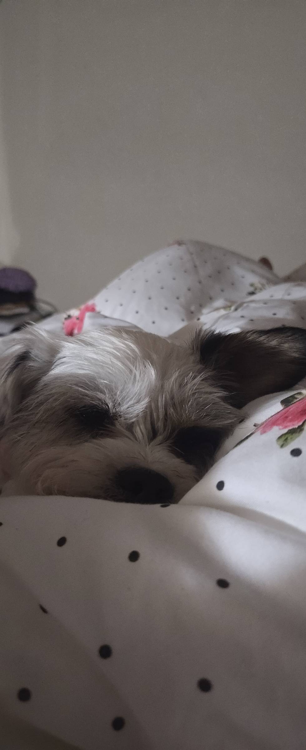 Petslover - Almada - Garderie pour chiens