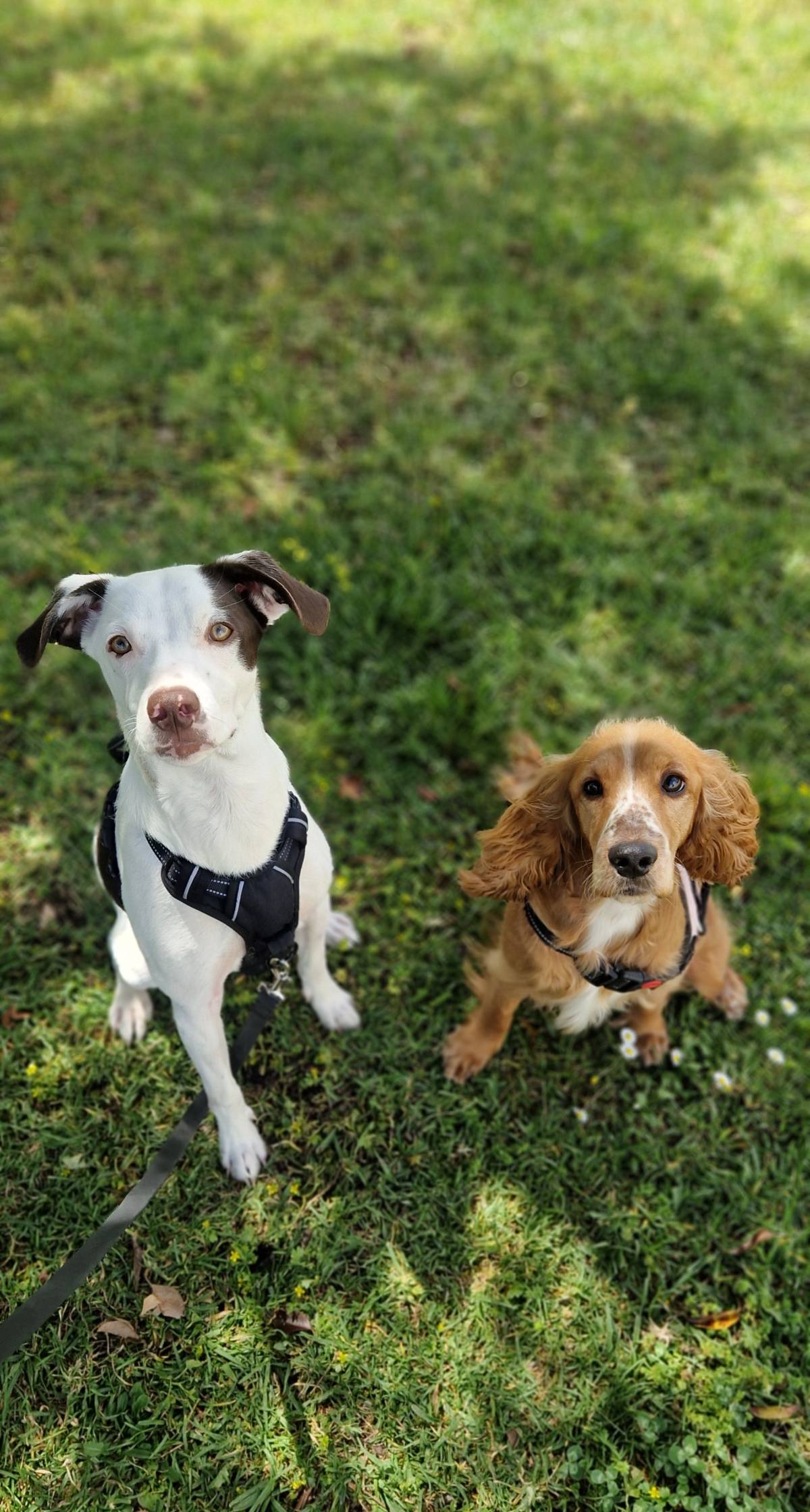 Petslover - Almada - Pension pour chiens