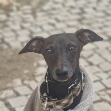 Petslover - Almada - Garderie pour chiens