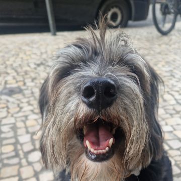 Petslover - Almada - Promenade de chiens