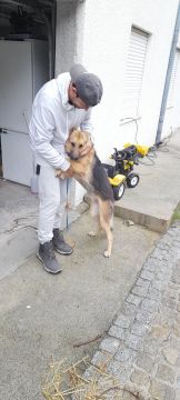 Simão Castro - Vizela - Pet Sitting