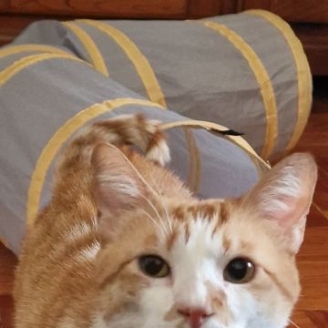 Petslover - Almada - Garde d'animaux