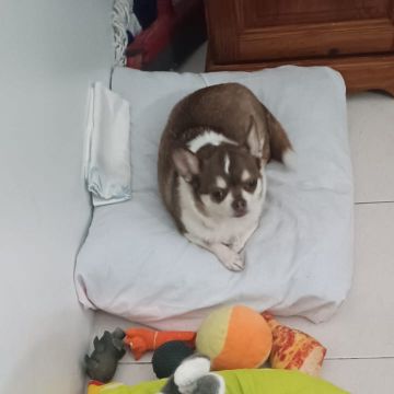 Maria Abrantes - Lisboa - Cuidar tus gatos