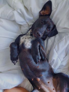 Amanda Fernandes - Nelas - House Sitting