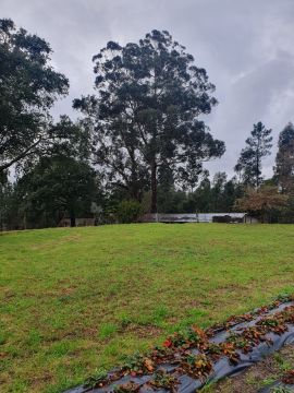 Poda e Manutenção de Árvores - Jardinagem e Relvados