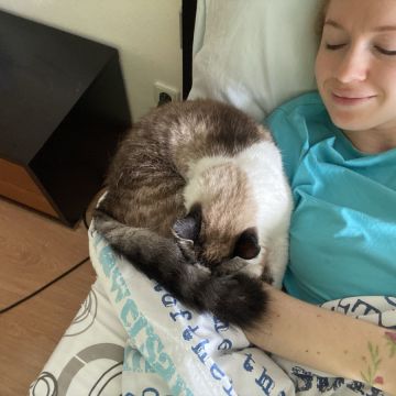 Yana Voichyshena - Batalha - Pet Sitting