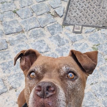 Petslover - Almada - Garde de chiens