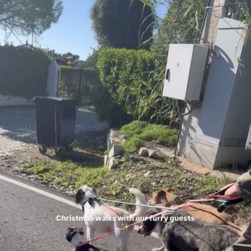 Catxorro Petsitting - Loulé - Dog Walking
