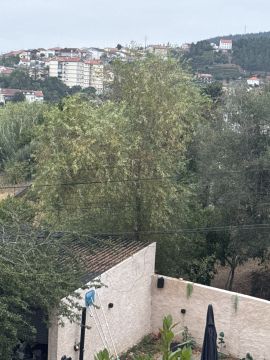 Podador de Árvores