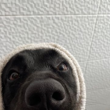 Catxorro Petsitting - Loulé - House Sitting e Gestão de Propriedades