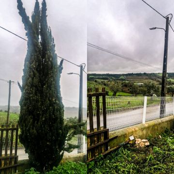 Dário Correia - Salvaterra de Magos - Remoção de Arbustos