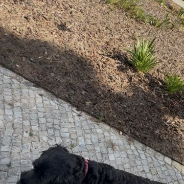 Catxorro Petsitting - Loulé - House Sitting