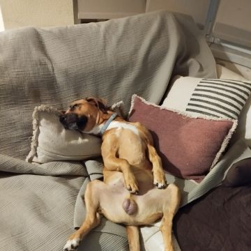 Petslover - Almada - Pension et garderie pour animaux