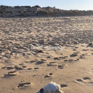 Catxorro Petsitting - Loulé - Gestão de Alojamento Local