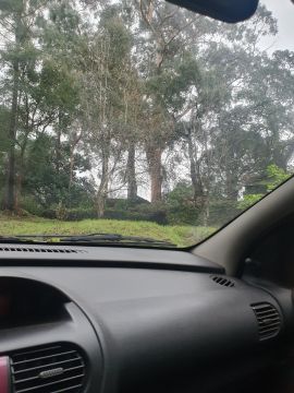 Poda e Manutenção de Árvores