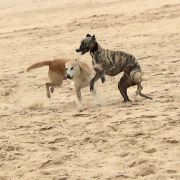 Ricardo Silvestre - Torres Vedras - Baths and Grooming for Animals