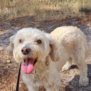 Petslover - Almada - Promenade de chiens