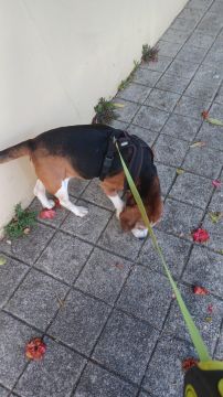 Dog Walking - Pet Sitting e Pet Walking