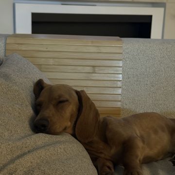 Catxorro Petsitting - Loulé - Banhos e Tosquias para Animais