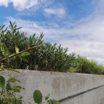 Dário Correia - Salvaterra de Magos - House Sitting