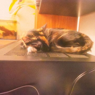 Cristina Mourão - Leiria - Katzensitter