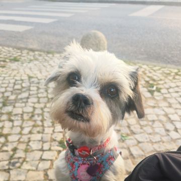 Petslover - Almada - Pension pour chiens