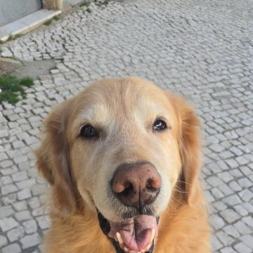 Petslover - Almada - Hôtel pour animaux de compagnie