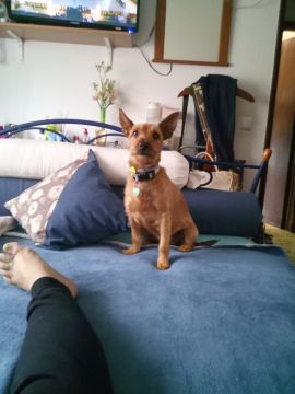 Pet Boarding and Daycare