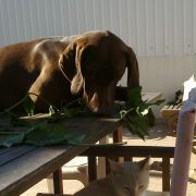 Ricardo Silvestre - Torres Vedras - Dog Training - Private Lessons